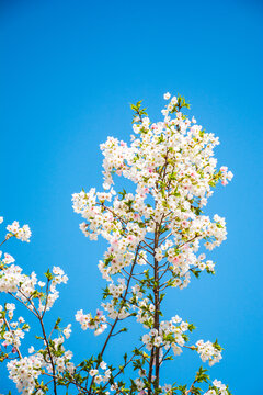 一簇樱花