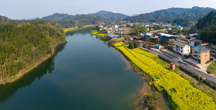 油菜花开满乡村