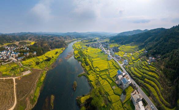 油菜花开满乡村