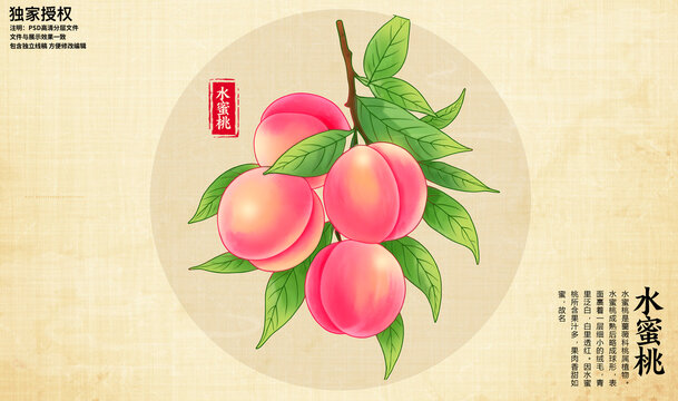 水蜜桃插画