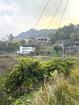 老家的田野