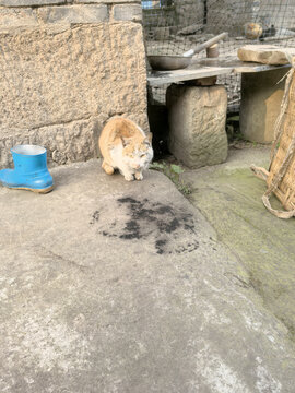 一只黄猫