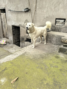 中华田园犬