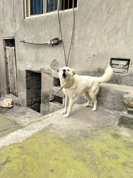 中华田园犬