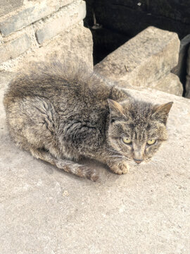 一只麻猫