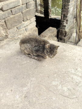 一只麻猫