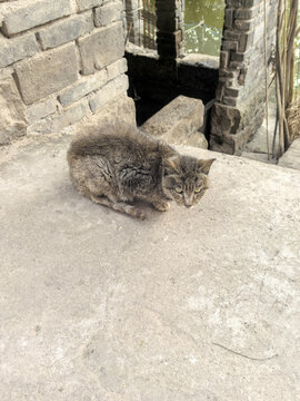 一只麻猫
