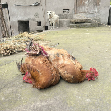 土鸡