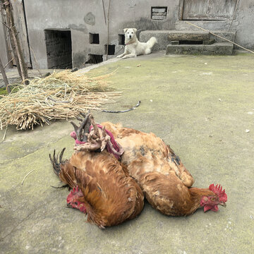 土鸡