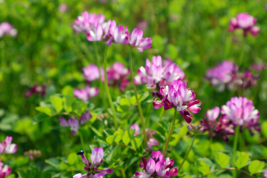 春季田间野草紫云英翘摇红花草观赏植物