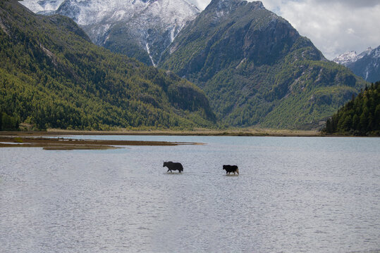 甘孜风景