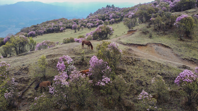 无人机剑川山茶花