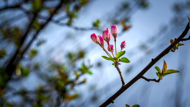 樱花特写