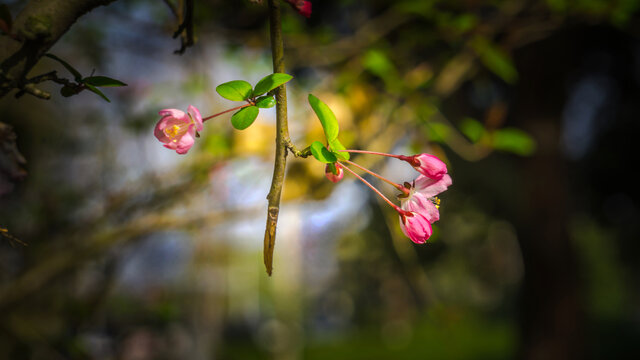樱花特写