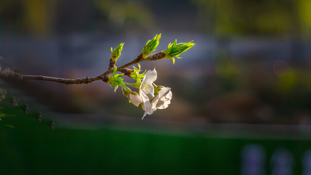 樱花观赏