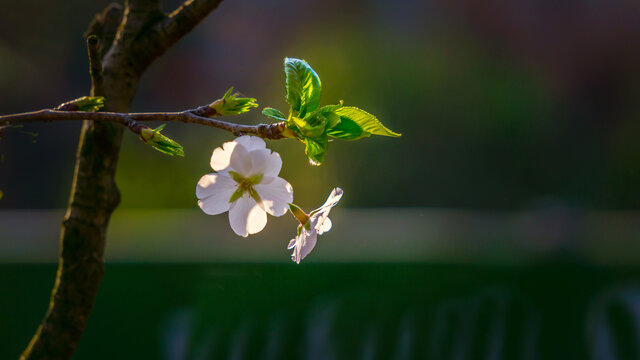 樱花特写