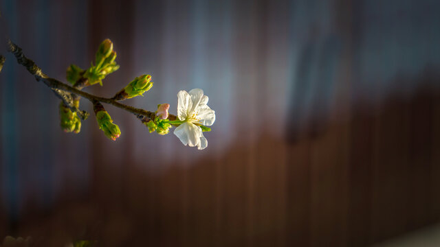 樱花特写