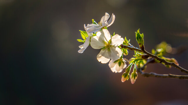 樱花特写