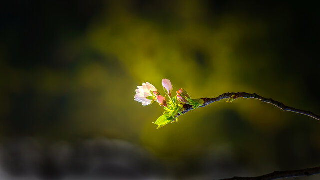 樱花特写