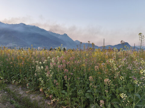 七彩油菜花与远山