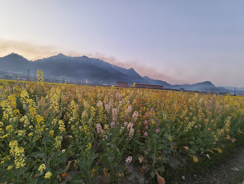 七彩油菜花与远山