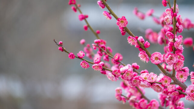 腊梅花
