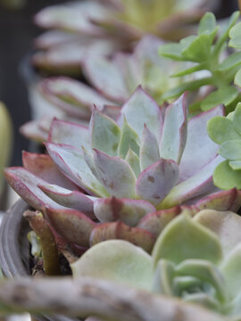 多肉赫拉养花办公室绿植景天科植物