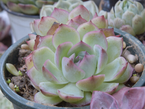 多肉侧影特写办公室绿植景天科植物