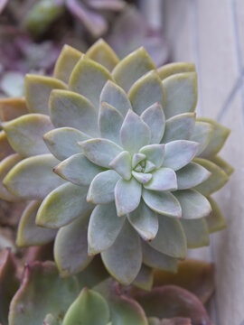多肉淡雪黄丽办公室绿植景天科植物