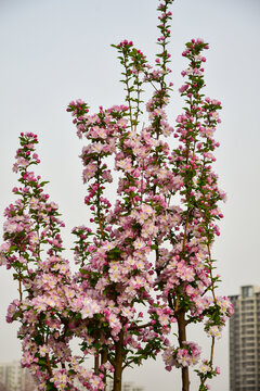 海棠花开