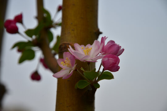 海棠花开