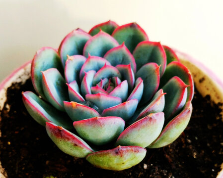 多肉植物