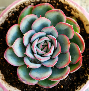 多肉植物
