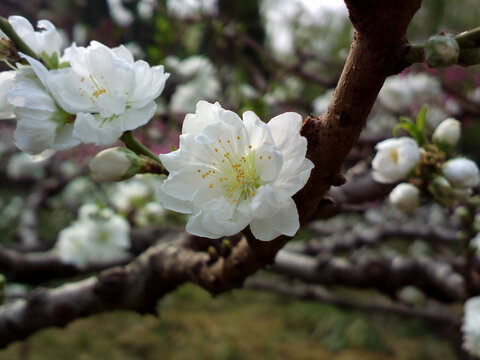 桃花