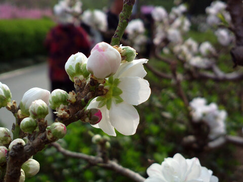 桃花