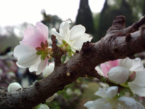 碧桃花