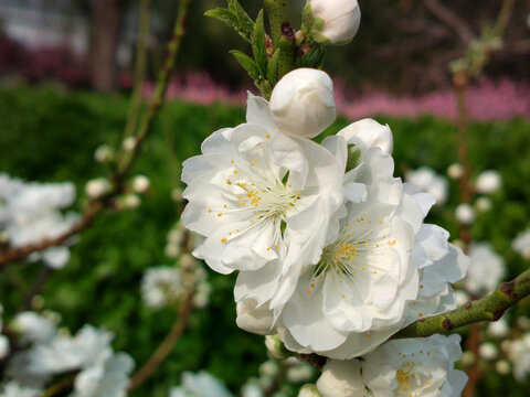 桃花