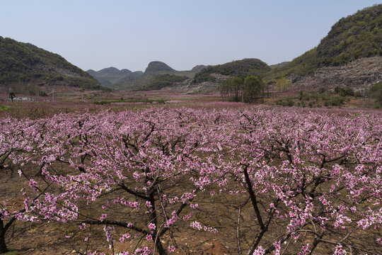 桃花