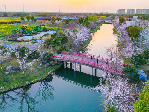 长三角樱花主题公园