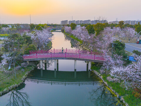 长三角樱花主题公园