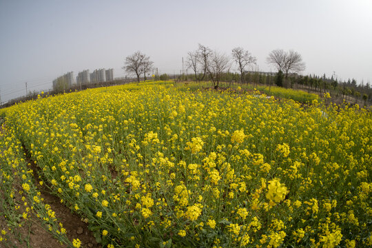 油菜花