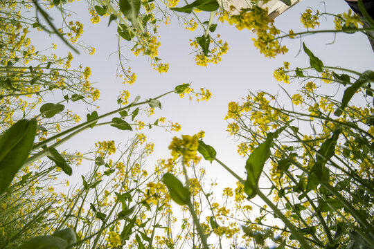 油菜花