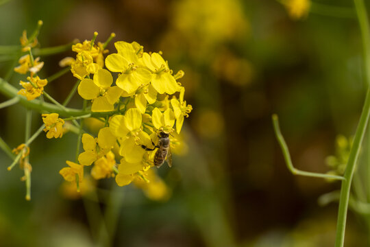蜜蜂