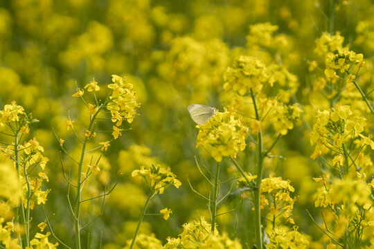 油菜花