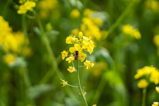 蜜蜂
