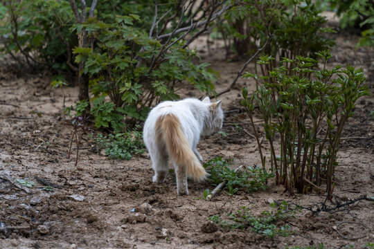 猫咪