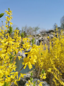 迎春花