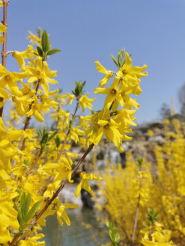 迎春花