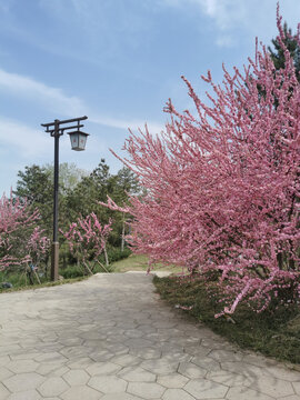 粉花重瓣麦李