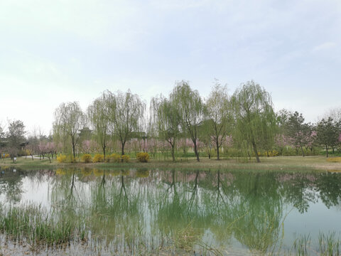 春天柳树